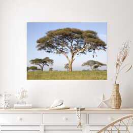 Plakat Drzewa w Afryce