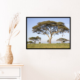 Plakat w ramie Drzewa w Afryce