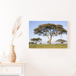 Obraz na płótnie Drzewa w Afryce