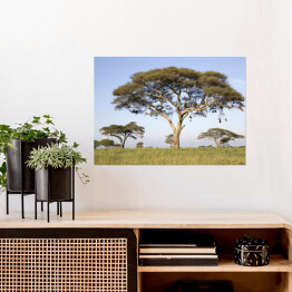 Plakat samoprzylepny Drzewa w Afryce