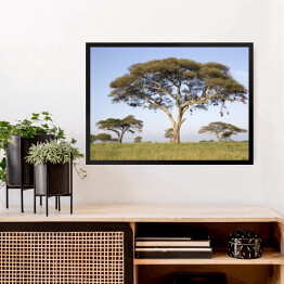 Obraz w ramie Drzewa w Afryce