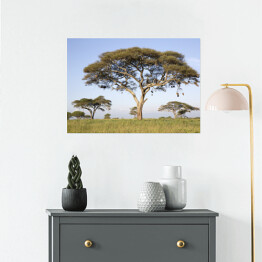 Plakat Drzewa w Afryce