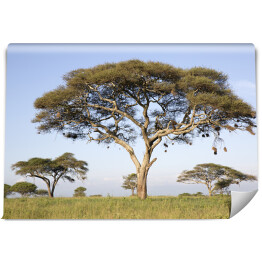 Fototapeta winylowa zmywalna Drzewa w Afryce
