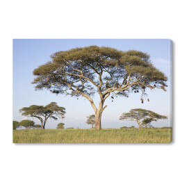 Obraz na płótnie Drzewa w Afryce