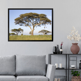 Obraz w ramie Drzewa w Afryce