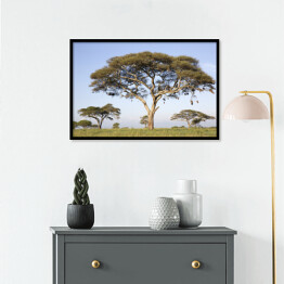 Plakat w ramie Drzewa w Afryce