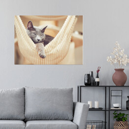 Plakat Odpoczywający rosyjski niebieski kot