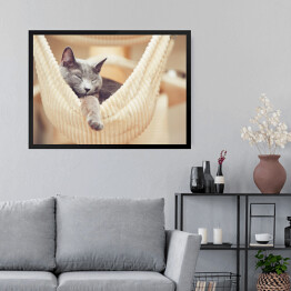 Obraz w ramie Odpoczywający rosyjski niebieski kot