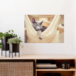 Plakat samoprzylepny Odpoczywający rosyjski niebieski kot