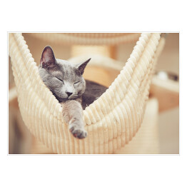 Plakat samoprzylepny Odpoczywający rosyjski niebieski kot