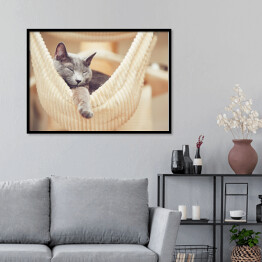 Plakat w ramie Odpoczywający rosyjski niebieski kot