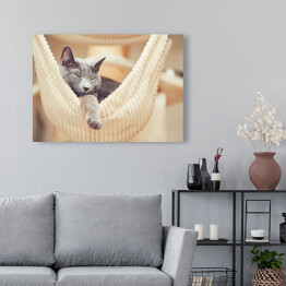 Obraz na płótnie Odpoczywający rosyjski niebieski kot