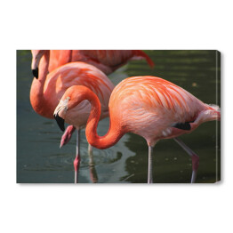 Obraz na płótnie Flamingi w jeziorze