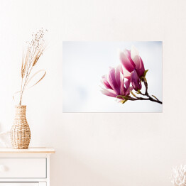 Plakat Ciemnoróżowa magnolia 