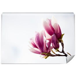 Fototapeta Ciemnoróżowa magnolia 