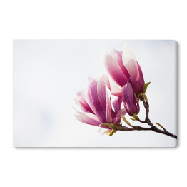Obraz na płótnie Ciemnoróżowa magnolia 