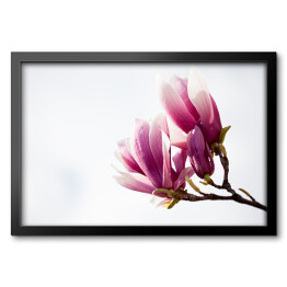 Obraz w ramie Ciemnoróżowa magnolia 