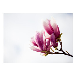 Plakat Ciemnoróżowa magnolia 