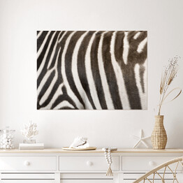 Plakat Zebra 