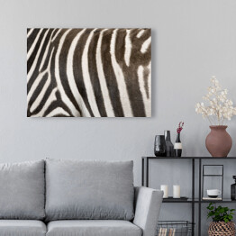 Obraz na płótnie Zebra 