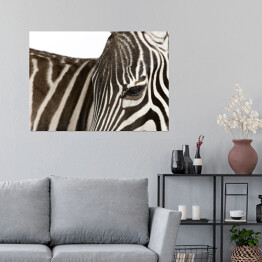 Plakat Grzbiet zebry