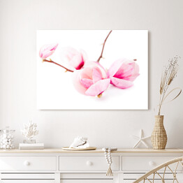 Jasne kwiaty magnolii wiosną