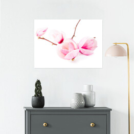 Plakat samoprzylepny Jasne kwiaty magnolii wiosną