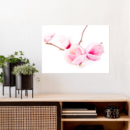 Plakat samoprzylepny Jasne kwiaty magnolii wiosną