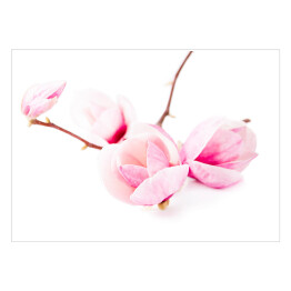Plakat Jasne kwiaty magnolii wiosną