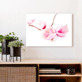 Obraz na płótnie Jasne kwiaty magnolii wiosną