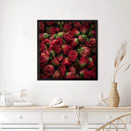 Obraz w ramie Róże z kroplami wody