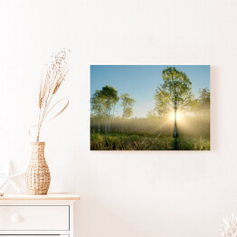 Obraz na płótnie Promienie słoneczne oświetlające drzewa na łące