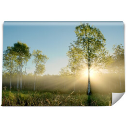 Fototapeta Promienie słoneczne oświetlające drzewa na łące