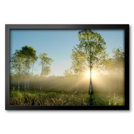 Obraz w ramie Promienie słoneczne oświetlające drzewa na łące