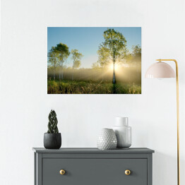 Plakat Promienie słoneczne oświetlające drzewa na łące