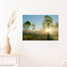 Plakat samoprzylepny Promienie słoneczne oświetlające drzewa na łące