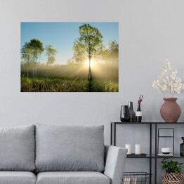 Plakat samoprzylepny Promienie słoneczne oświetlające drzewa na łące