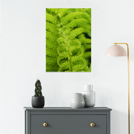 Plakat samoprzylepny Wiosenna zielona roślinność - paproć