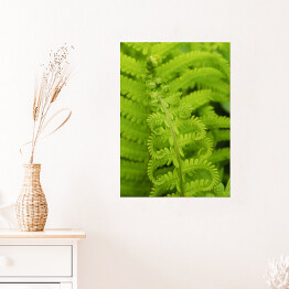 Plakat Wiosenna zielona roślinność - paproć