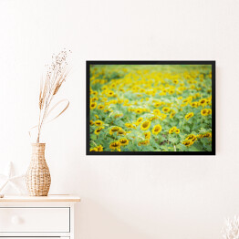 Obraz w ramie Bezkresne pole ze słonecznikami