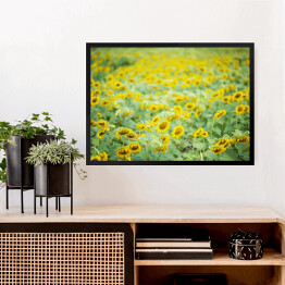 Obraz w ramie Bezkresne pole ze słonecznikami