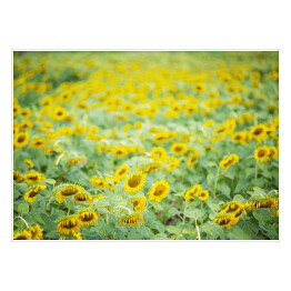 Plakat samoprzylepny Bezkresne pole ze słonecznikami