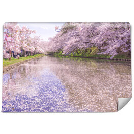 Fototapeta winylowa zmywalna Kwiaty wiśni w Parku Hirosaki 