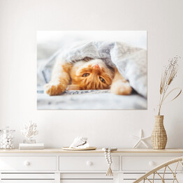 Plakat samoprzylepny Śliczny rudy kot leżący w łóżku pod kocem