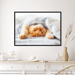 Plakat w ramie Śliczny rudy kot leżący w łóżku pod kocem