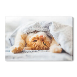 Obraz na płótnie Śliczny rudy kot leżący w łóżku pod kocem