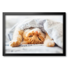 Obraz w ramie Śliczny rudy kot leżący w łóżku pod kocem