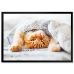 Plakat w ramie Śliczny rudy kot leżący w łóżku pod kocem