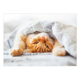Plakat Śliczny rudy kot leżący w łóżku pod kocem