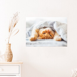 Plakat samoprzylepny Śliczny rudy kot leżący w łóżku pod kocem